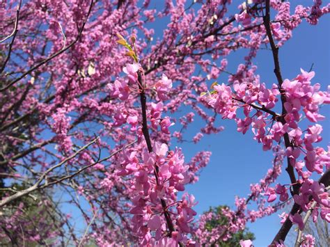 バザ郷！春には美しい桜が咲き誇る秘境！