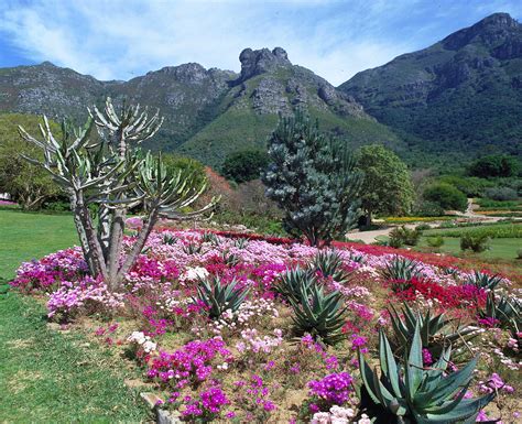   Kirstenbosch National Botanical Garden:  A Verdant Paradise Showcasing South Africa's Floral Diversity!