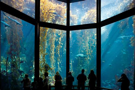  モントレーベイ水族館、カリフォルニアの海の驚異を発見！